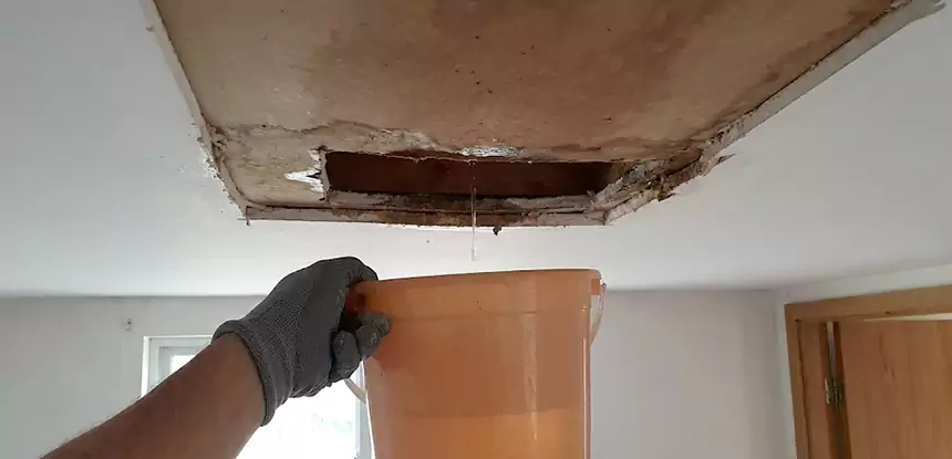 Ceiling Mold Repair Roopville 